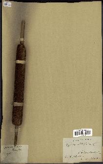 spécimen de Typha latifolia