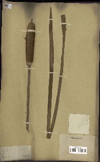 spécimen de Typha latifolia