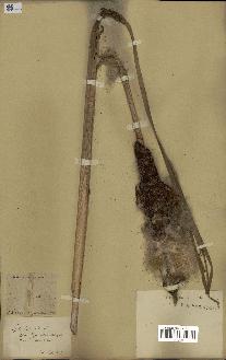 spécimen de Typha latifolia