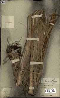 spécimen de Typha javanica