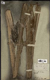 spécimen de Typha javanica