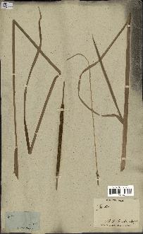 spécimen de Typha javanica