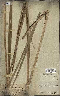 spécimen de Typha javanica