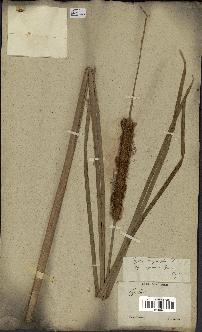 spécimen de Typha javanica