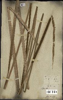 spécimen de Typha javanica