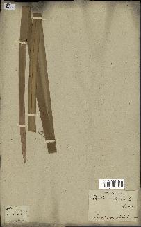 spécimen de Typha latifolia