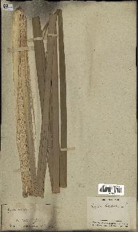 spécimen de Typha latifolia
