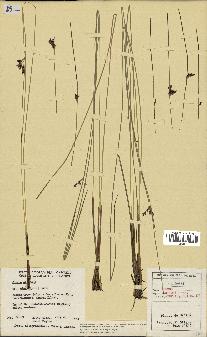 spécimen de Juncus arcticus