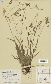 spécimen de Luzula parviflora