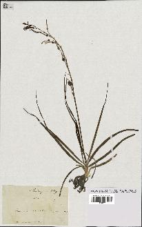 spécimen de Anthericum liliago