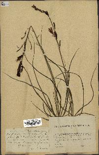 spécimen de Anthericum liliago