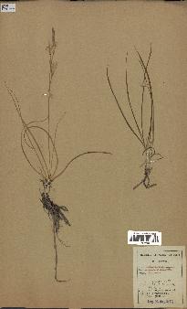 spécimen de Anthericum liliago