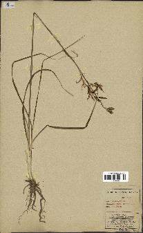 spécimen de Anthericum liliago