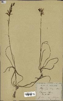 spécimen de Anthericum liliago