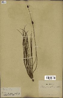 spécimen de Anthericum liliago