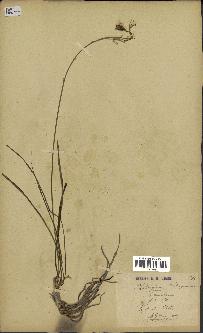 spécimen de Anthericum liliago