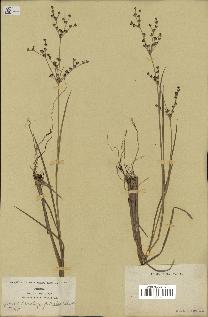 spécimen de Juncus canadensis