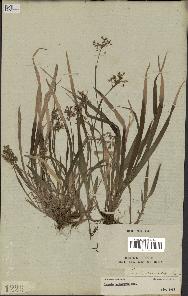 spécimen de Luzula acuminata