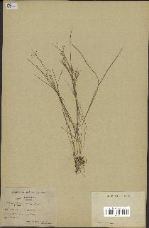 spécimen de Juncus pelocarpus