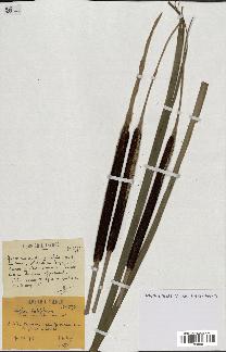 spécimen de Typha latifolia