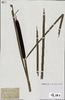 spécimen de Typha latifolia