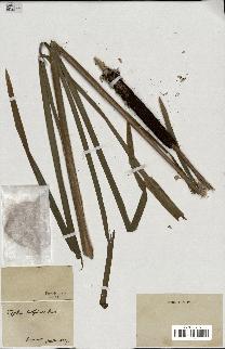 spécimen de Typha latifolia