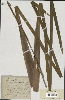 spécimen de Typha latifolia