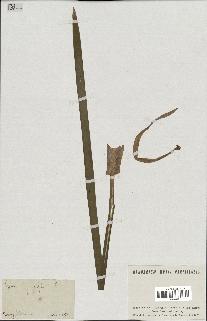 spécimen de Typha latifolia