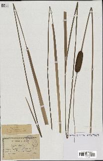 spécimen de Typha laxmannii