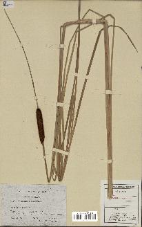 spécimen de Typha laxmannii