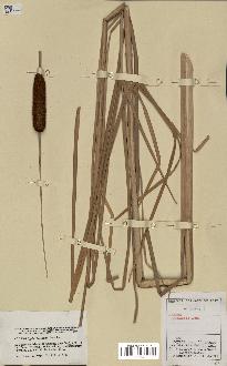 spécimen de Typha laxmannii