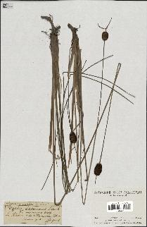 spécimen de Typha laxmannii