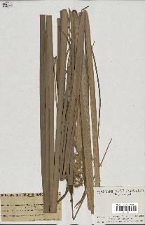 spécimen de Typha angustata