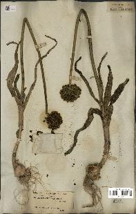 spécimen de Allium ampeloprasum