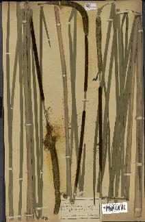 spécimen de Typha angustifolia