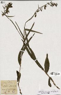 spécimen de Epipactis palustris