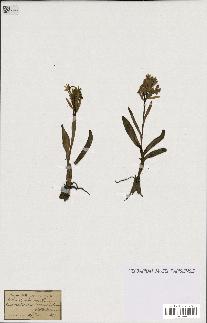 spécimen de Orchis sambucina