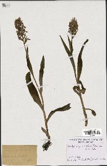 spécimen de Orchis latifolia