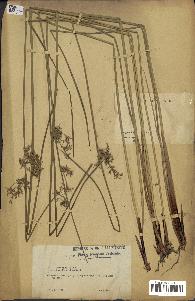 spécimen de Juncus effusus