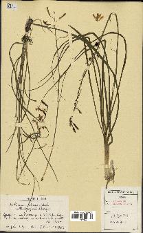 spécimen de Anthericum liliago