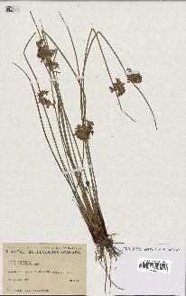 spécimen de Juncus effusus