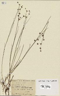 spécimen de Juncus articulatus
