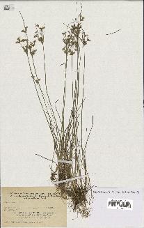 spécimen de Juncus tenuis