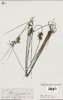 spécimen de Juncus sp.