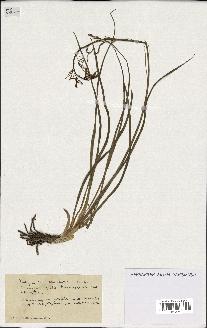spécimen de Anthericum liliago