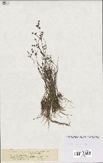 spécimen de Juncus articulatus