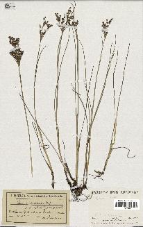 spécimen de Juncus anceps