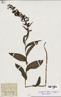 spécimen de Epipactis latifolia