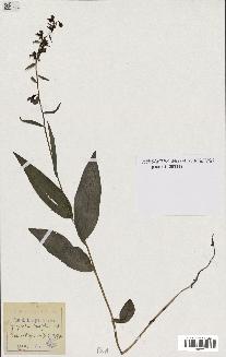 spécimen de Epipactis latifolia