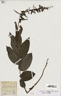 spécimen de Epipactis latifolia